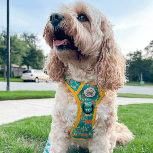 Zelda & Harley Harness Jungle Pawradise | Adventure No Pull Dog Harness