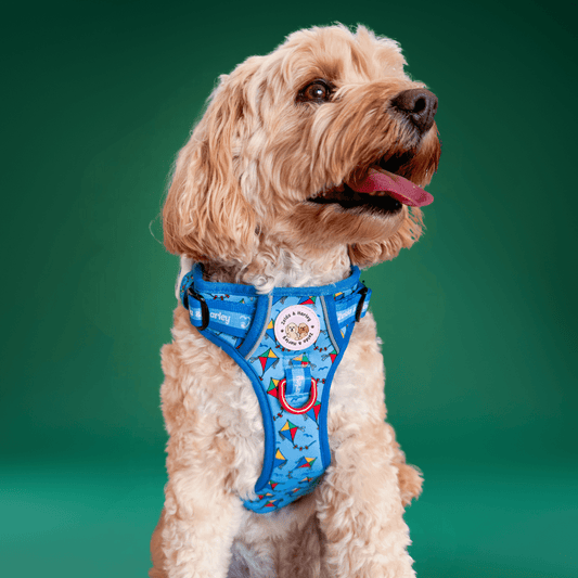 Zelda & Harley Harness Kite - Adventure No Pull Harness