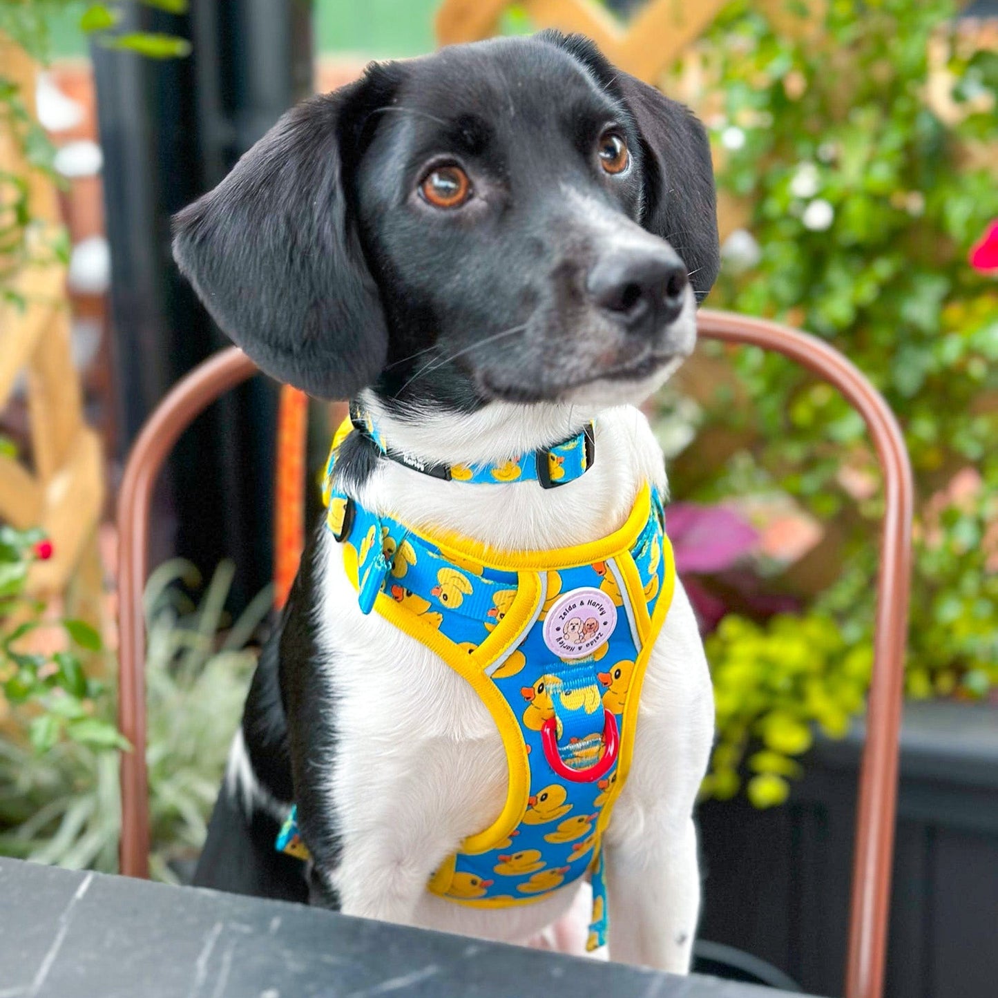 Zelda & Harley Harness Rubber Duckie Blue - Adventure No Pull Harness