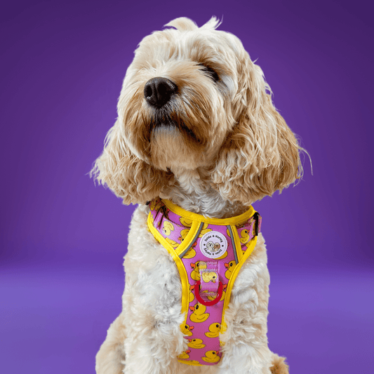Zelda & Harley Harness Rubber Duckie Pink - Adventure No Pull Harness