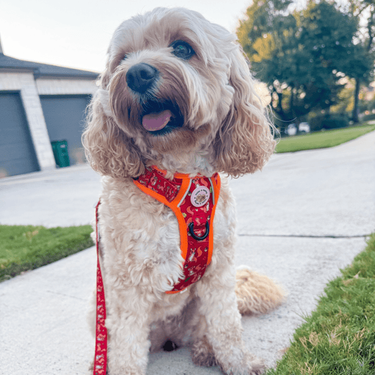 Zelda & Harley Harness Squirrel Pawtrol | Adventure No Pull Dog Harness