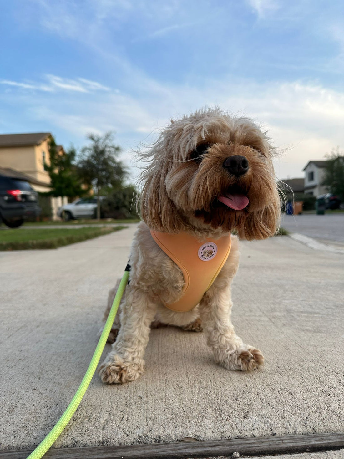 The Zelda & Harley Color Changing Harness is coming this Summer!