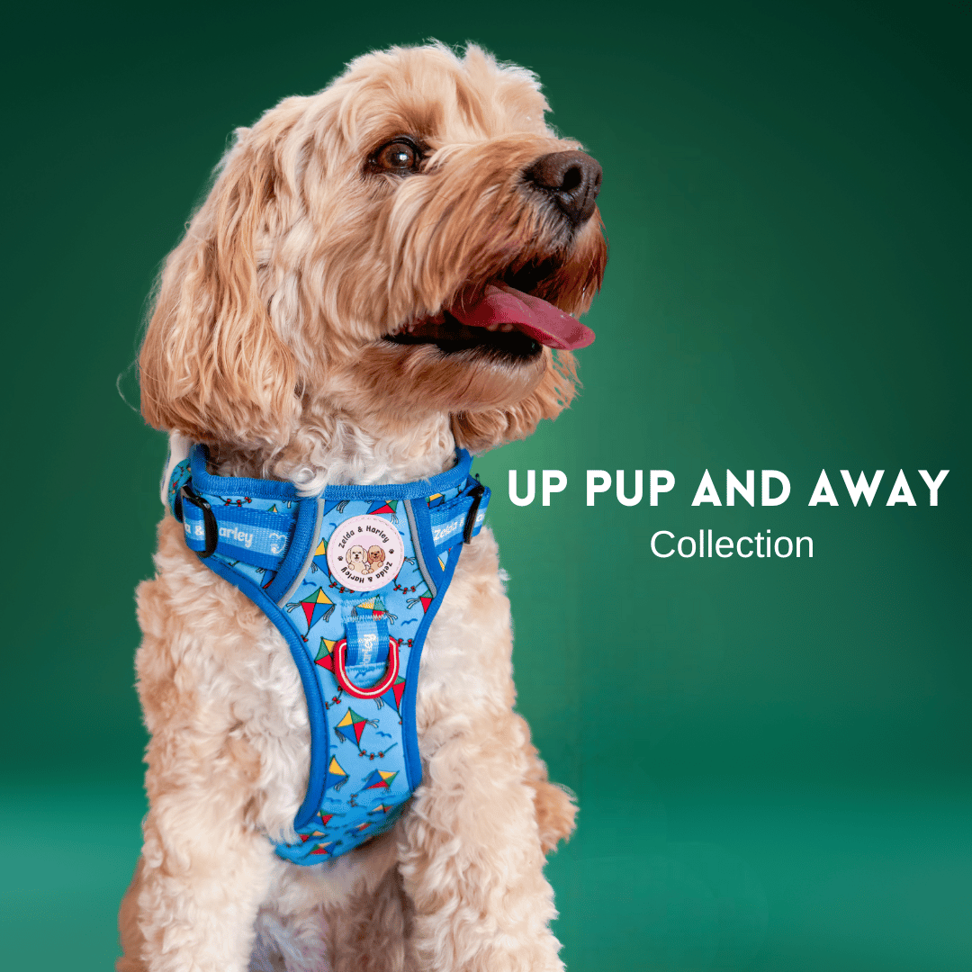 Up Pup & Away