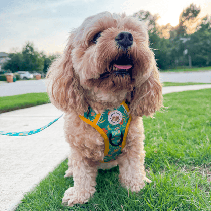 Zelda & Harley Harness Jungle Pawradise | Adventure No Pull Dog Harness