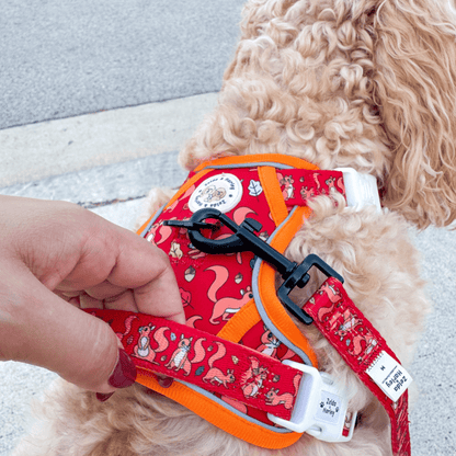 Zelda & Harley Harness Squirrel Pawtrol | Adventure No Pull Dog Harness