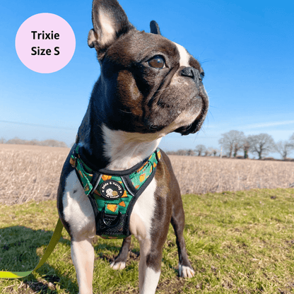 Zelda & Harley Harness Taco Chewsday - Adventure Harness